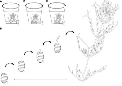 Establishment and optimization of a new model organism to study early land plant evolution: Germination, cultivation and oospore variation of Chara braunii Gmelin, 1826